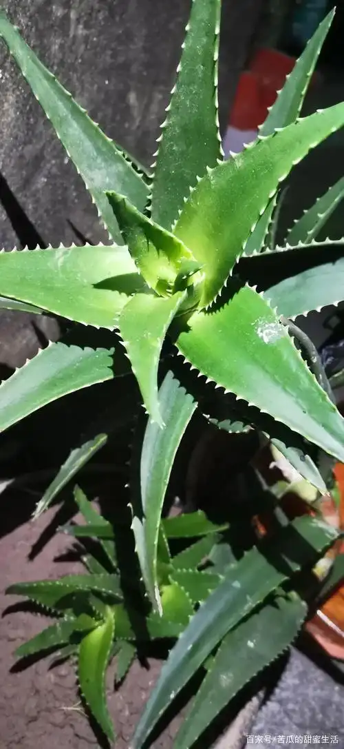阿姨给了我一株芦荟,但是我不知道这是什么品种的芦荟?有毒吗?