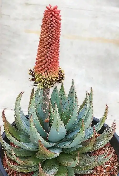 30款芦荟品种介绍,芦荟竟然也有这么多的品种,真让人大开眼界