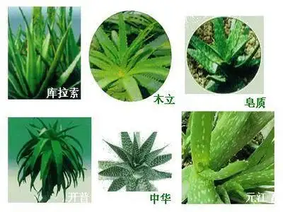 芦荟有几种图片可以看一看