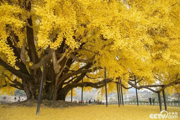 景色绝美韩国800岁巨型银杏树树叶纷黄