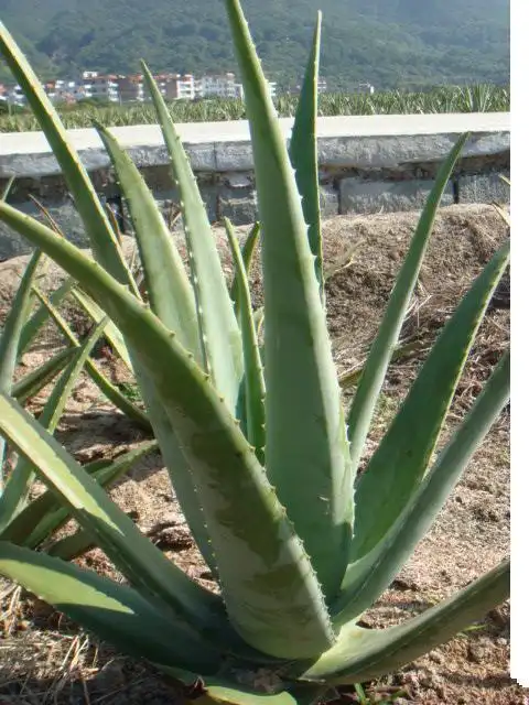 请问可食用的芦荟有几种丶图片最好谢谢!