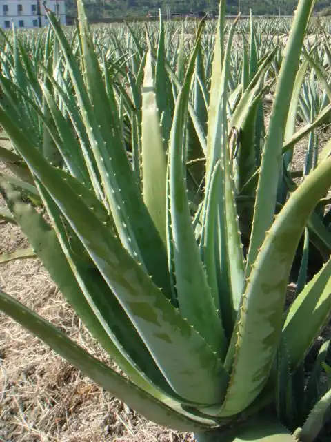 是什么品种的芦荟?有哪些功效和用法?请教知道的人,不懂请不要误导.