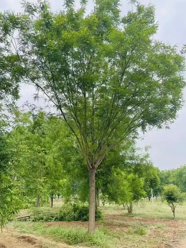 国槐树适合栽在家里什么地方