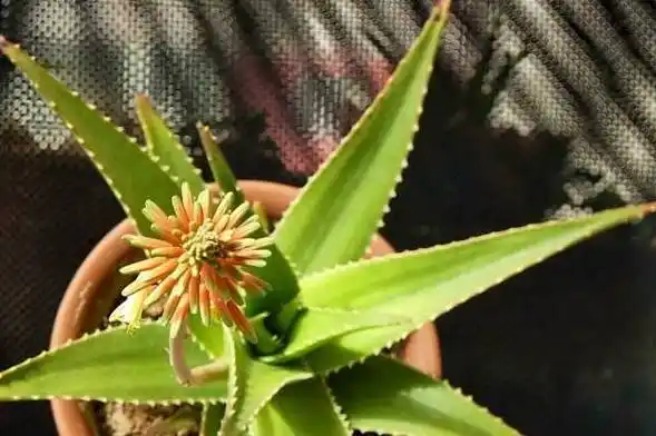 有些品种是本来就不开花或不易开花的,但珍珠芦荟,海虎兰芦荟开花就很