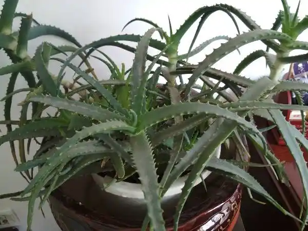 芦荟有毒吗?怎么区分有毒和没毒的芦荟?