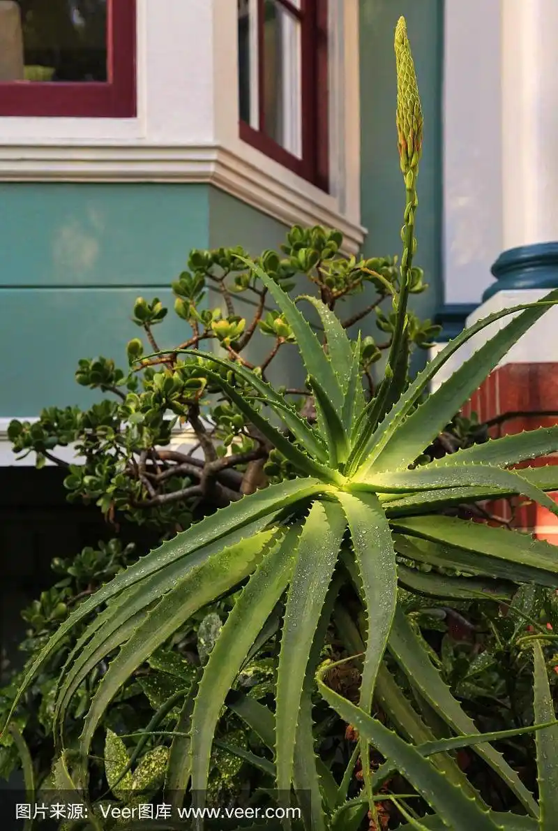 芦荟,灌木,自然美,自然,垂直画幅