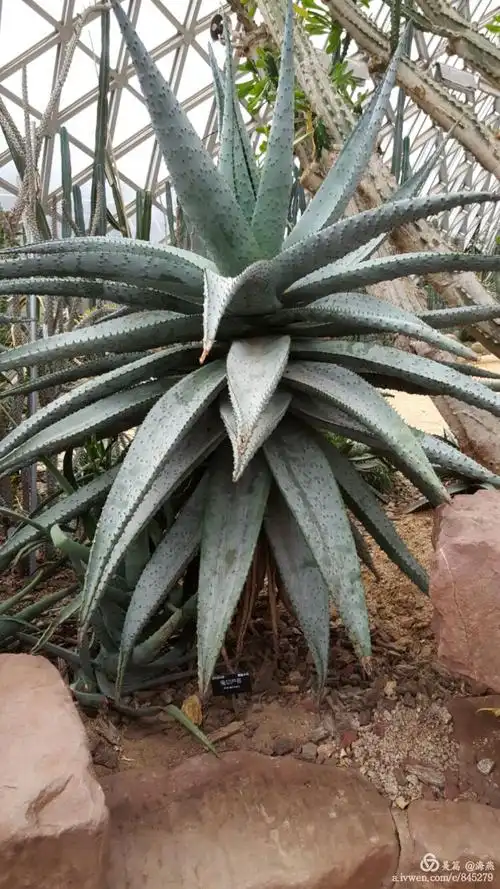 鬼切芦荟!芦荟与鬼有什么关系?