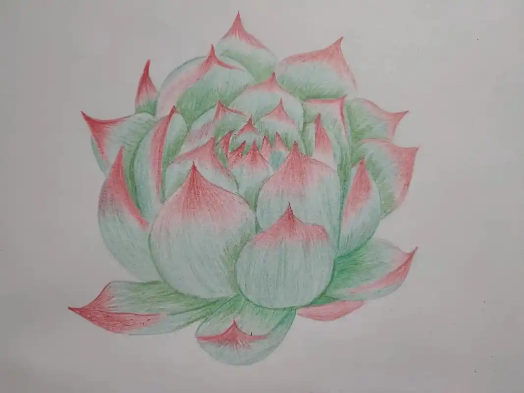 彩铅手绘 多肉植物#自学画画打卡  - 抖音