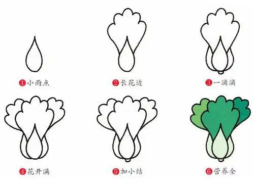 白菜简笔画怎么画 图片大全白菜画法简笔画图片白菜简笔画怎么画 图片