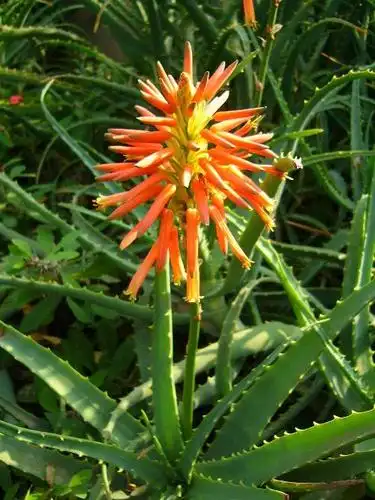 为什么我家的芦荟开花了?