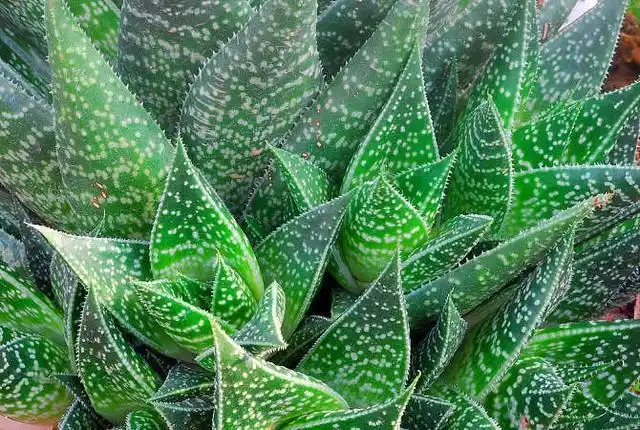 芦荟的品种有很多,这3种不仅可以吃,还能美容养颜