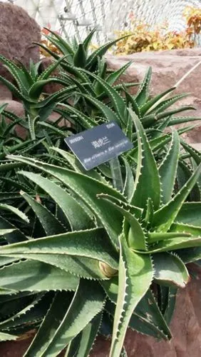 展开全部 海虎兰芦荟