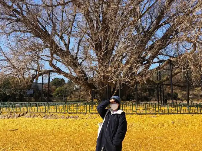 韩国原州八百年银杏树