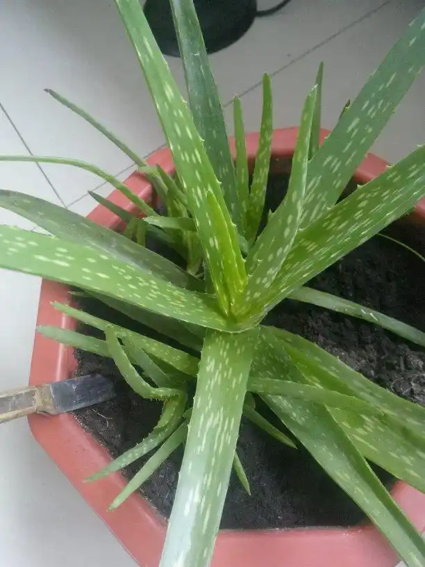 中华芦荟,自家种一盆有什么用处?,能直接擦脸吗?