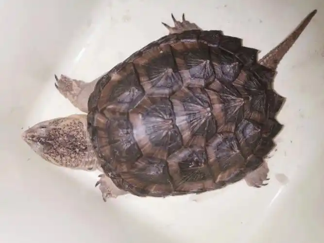 希望以后能变成98#鳄龟