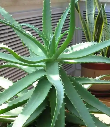 6种可食用芦荟图亦称日本芦荟木剑芦荟树芦荟