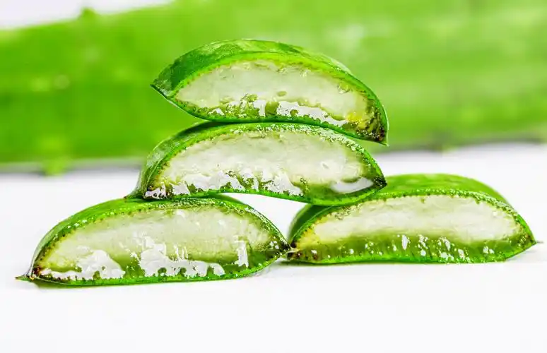 1,认清可食用品种芦荟的品种众多,叶片肥厚无花纹或是白点的窄叶芦荟