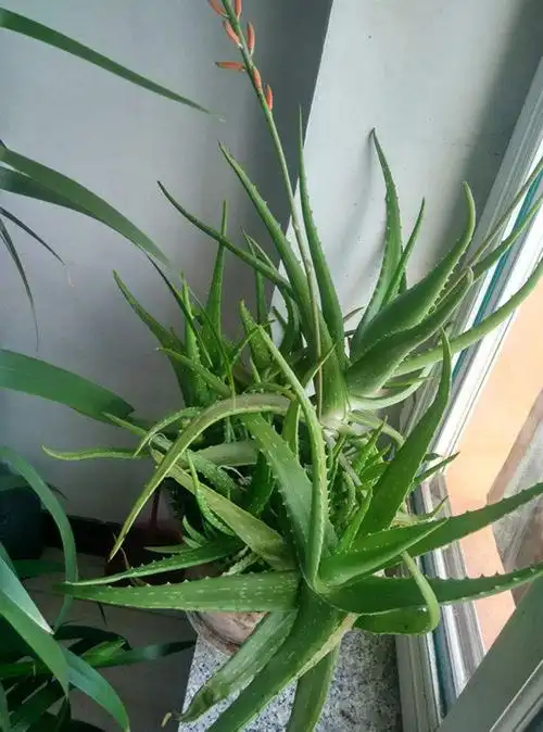 养芦荟,要知道5个小技巧,一养就是10年,侧芽多又开花!