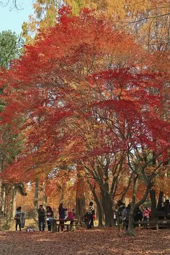 韩国-南怡岛-红叶