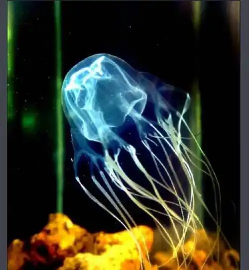 世界十大毒王之首,世界上毒素致死时间最短的动物——澳洲方水母!