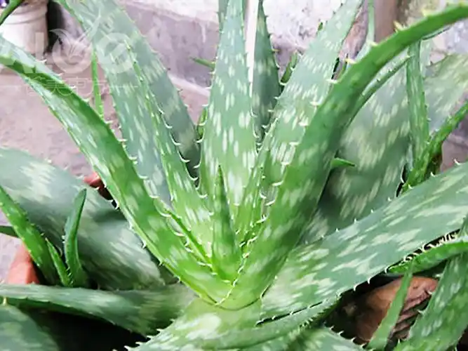 翠叶芦荟(哪种芦荟可以直接涂在脸上)
