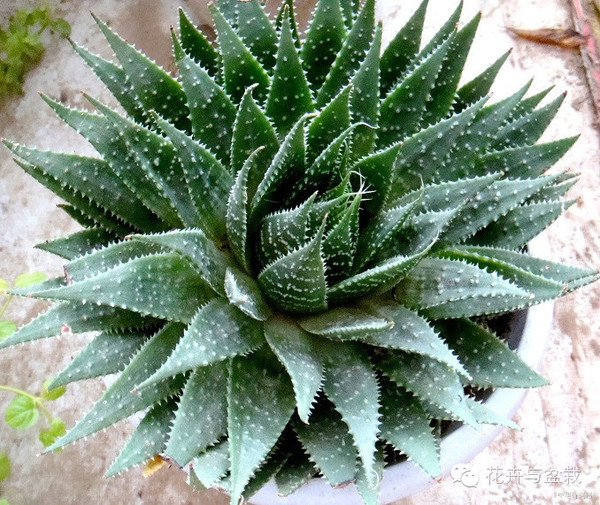 芦荟的品种完全篇为什么会变色和龙舌兰有何区