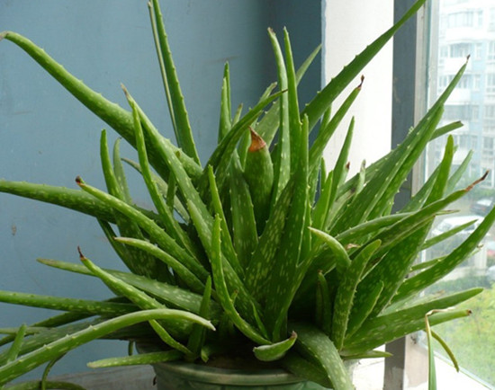 芦荟千万别瞎吃,可食用的芦荟只有这三种!