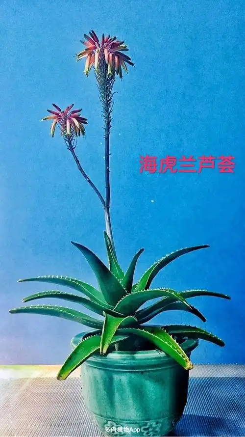 库拉索芦荟有300多个品种晚上服用晚上可通便