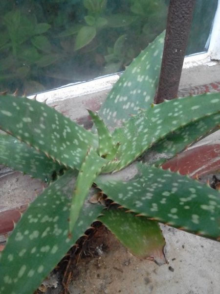 这是什么芦荟,有没有毒?能不能吃?或美容用?